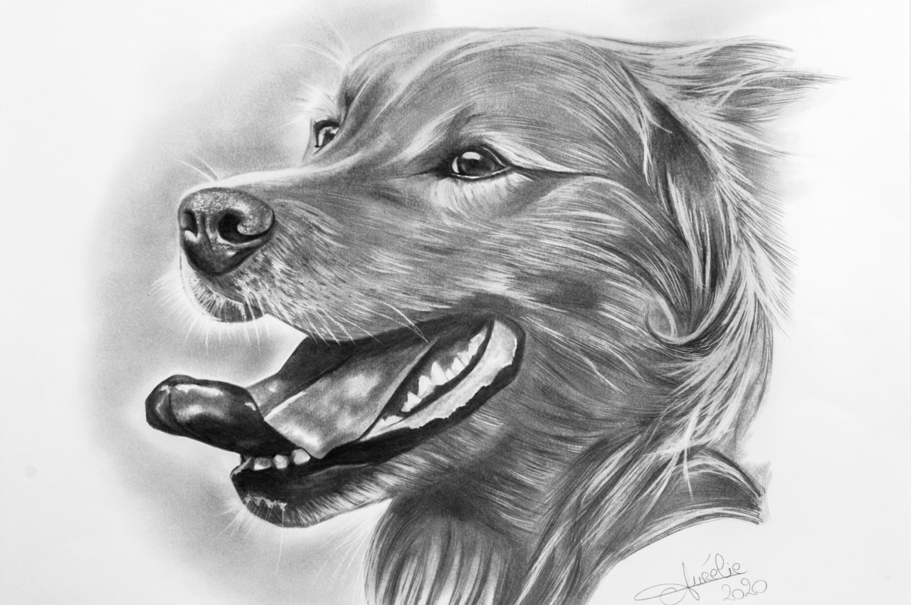 chien golden