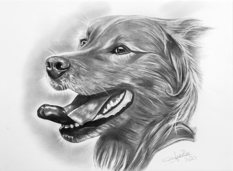 chien golden